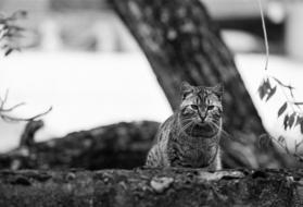 cat under the tree in monochrome blurred background