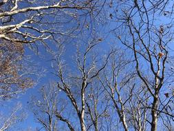 Trees Leaves Fall