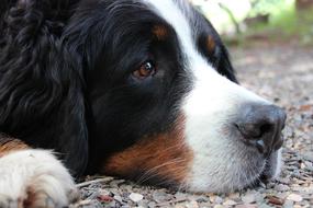 Brown Dog Berner Sennen Head