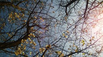 forest autumn trees illuminated by the sun