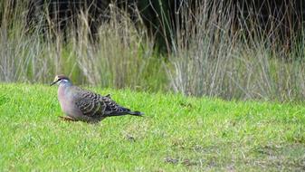 Pigeon Bird Dove on grass
