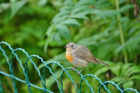 Bird on Fence at summer