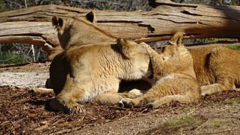 lioness playing with cubs at werribee zoo, melbourne