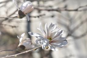 white beautiful flower on a tree