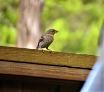 Bird Tiny Cute