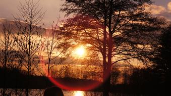 bright sun illuminating the forest