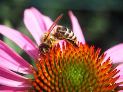 Bee Garden Insects