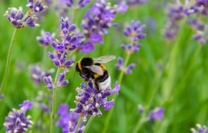 bumblebee on lavender in blurred background