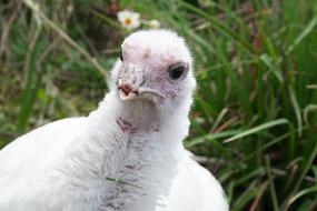 Portrait of the cute and beautiful, white turkey among the green grass