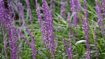 blooming purple flowers on the field