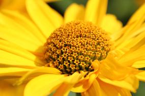 yellow beautiful flower blooms