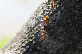 Close-up of the tree with colorful ants, in shadow and sunlight