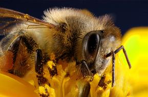 macro view of Bee Insect Pollen