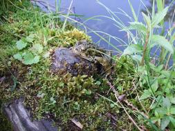 Frog sits on tree stump near Pond