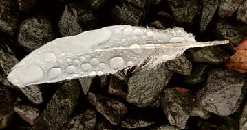 Drops Of water on Feather Bird