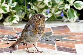 Colorful, cute and beautiful Erithacus Rubecula bird on the pavement, near the plants