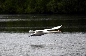 Swan Flight Flying