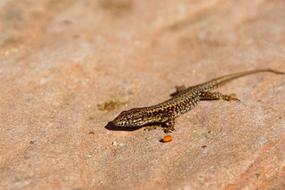 wild Lizard Reptile Animal