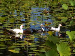 Bird Duck Barbarism