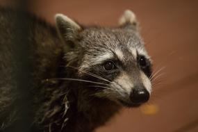 face of a cute raccoon, close-up