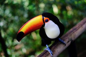 Tucano Bird