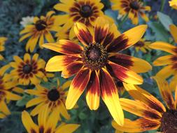 beautiful yellow flower buds