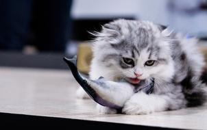 domestic Cat Eat fish