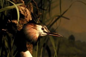 Great Crested Grebe Water Bird