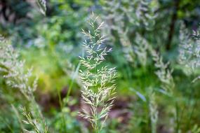 photo of summer flowering grass on a blurred background
