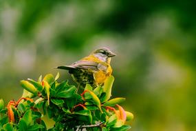 Close-up of the colorful, cute and beautiful bird on the plant with leaves, at blurred background