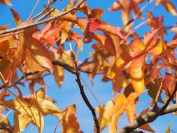 Close-up of the colorful and beautiful leaves, on the branches, in autumn, under the blue sky