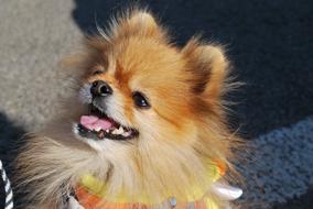 portrait of Pomeranian Dog Smile