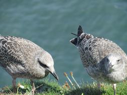 grey Seagull Chick Birds