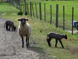 Flock of the colorful, cute and beautiful sheep near the fence and green grass