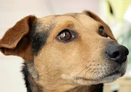 Portrait of the cute and beautiful, brown and black dog with shiny eyes