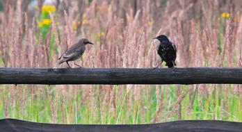 starlings, young and adult Birds perched wooden fence
