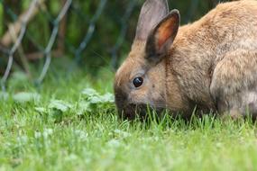 Cute and beautiful, colorful hare among the green grass, near the fence