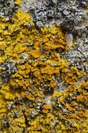 yellow lichen on a tree trunk close up