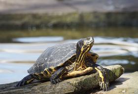 Turtle Aquatic Animal Animals