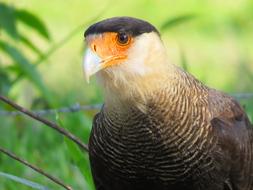 CarcarÃ¡ Bird Prey