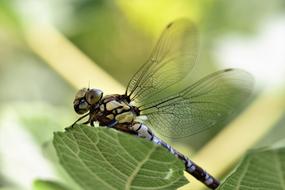 Close-up of the colorful, shiny dragonfly on the green leaf, at blurred background