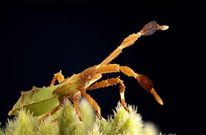 Tiny Insect on plant