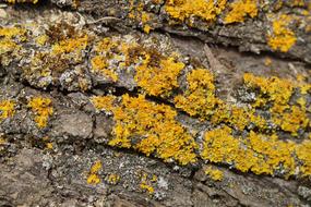 Bark Tree yellow flowers