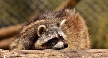 Colorful, cute and beautiful, furry raccoon on the wood, near the fence