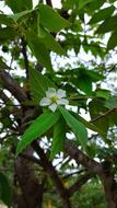 Spring flower sprouts on a tree