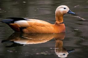 Colorful, cute and beautiful Tadorna Ferruginea bird in the water with reflections