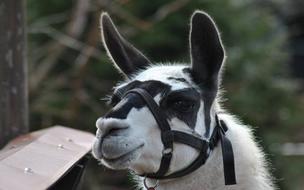 Portrait of the cute and beautiful, white and black lama, near the plants