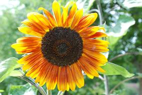 yellow sunflower illuminated by the sun