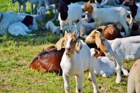 Colorful, cute and beautiful goats on the meadow with green grass
