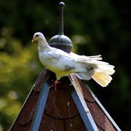 White Dove Feather